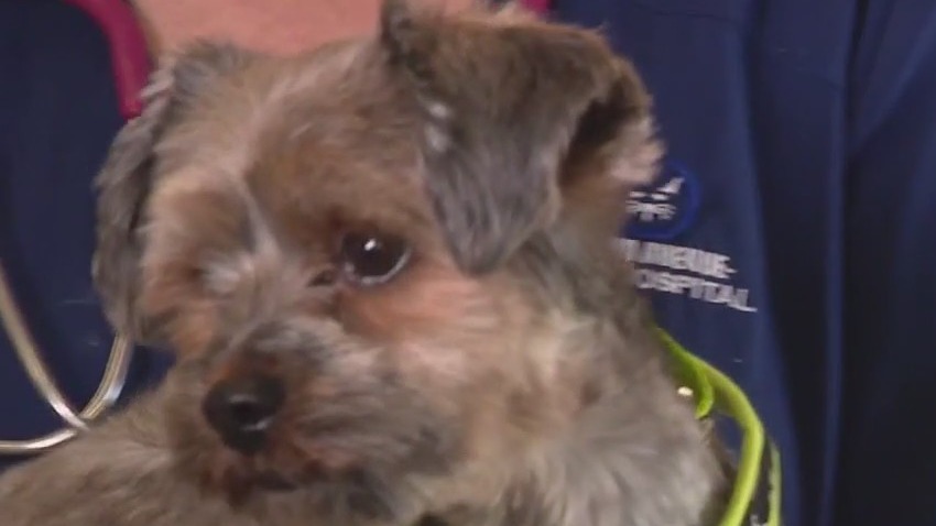 Houston pet safety: How to keep your pets cool during the heat