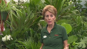 Pike Nurseries -- Secret history of houseplants