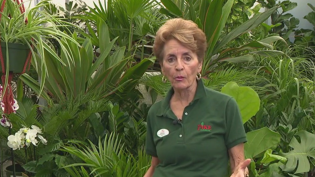 Pike Nurseries -- Secret history of houseplants