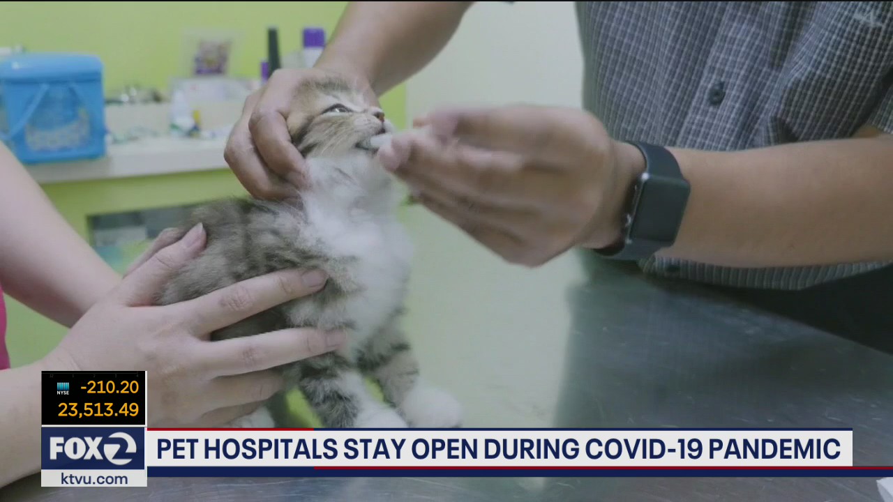 Pet hospitals remain open during COVID-19 pandemic