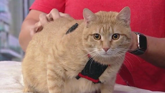 Meet Chunky Monkey: Our Pet of the Day