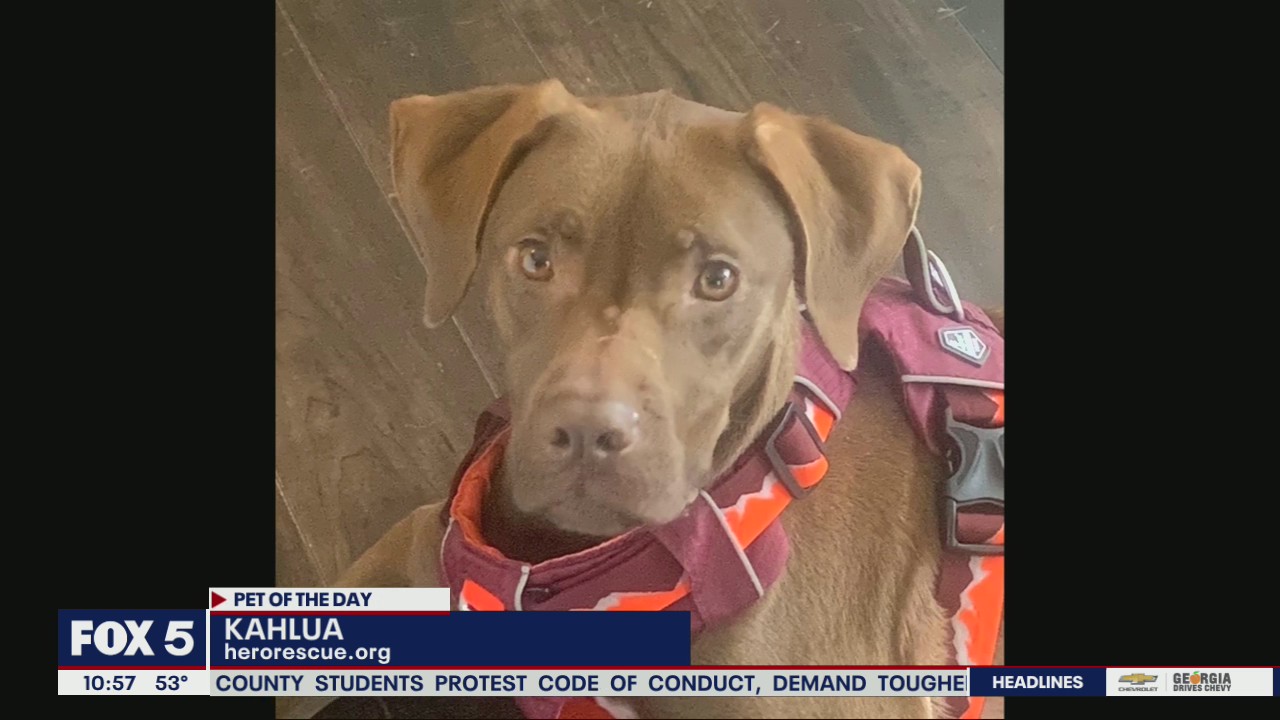 Pet of the Day from Hero Dog Rescue