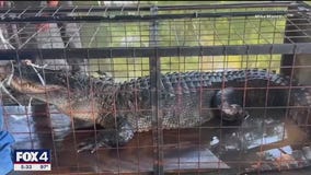 10-foot alligator removed from North Texas lake