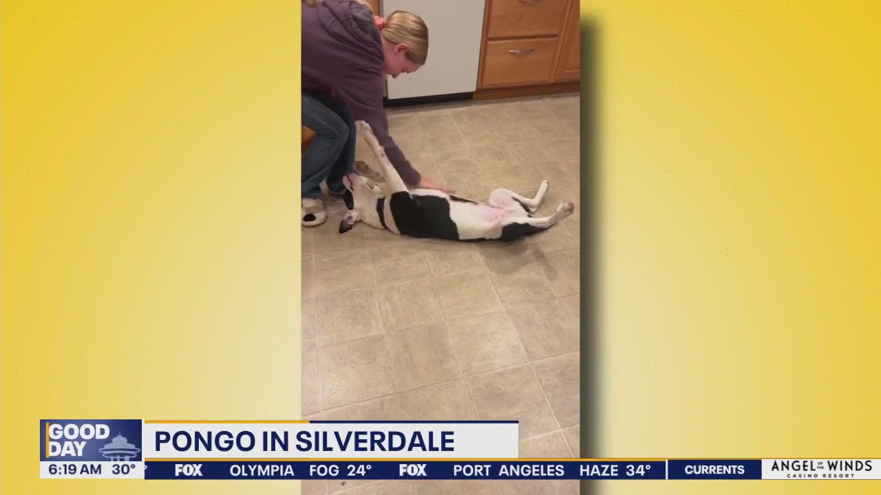 Pet Tricks for Monday, February 10