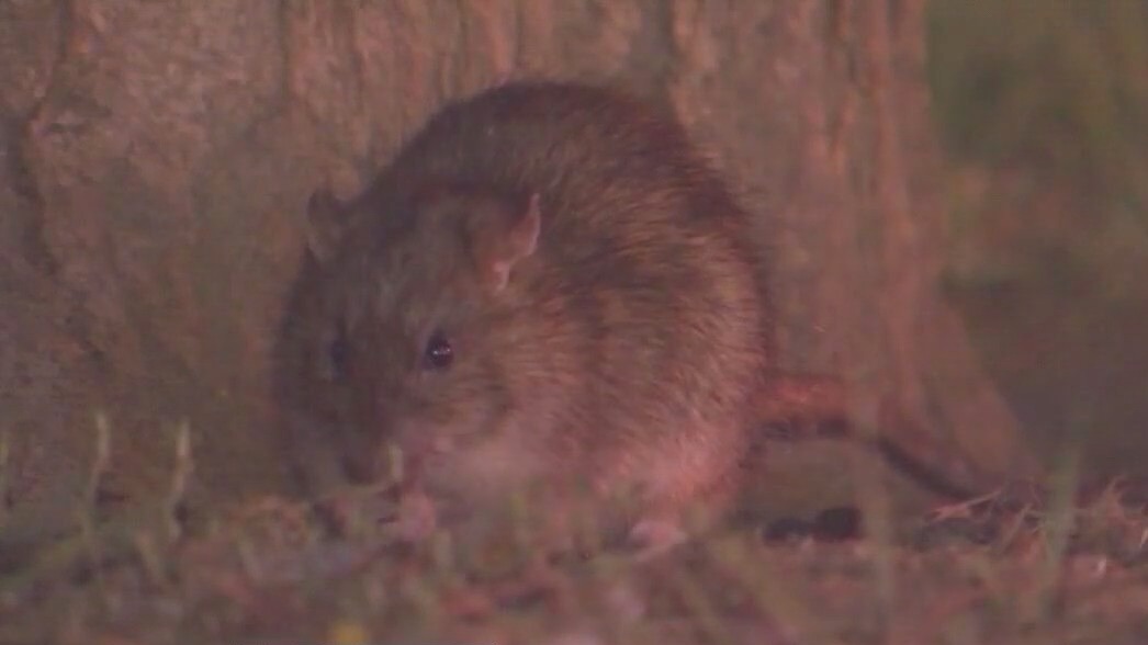 Los Angeles dealing with significant rat problem