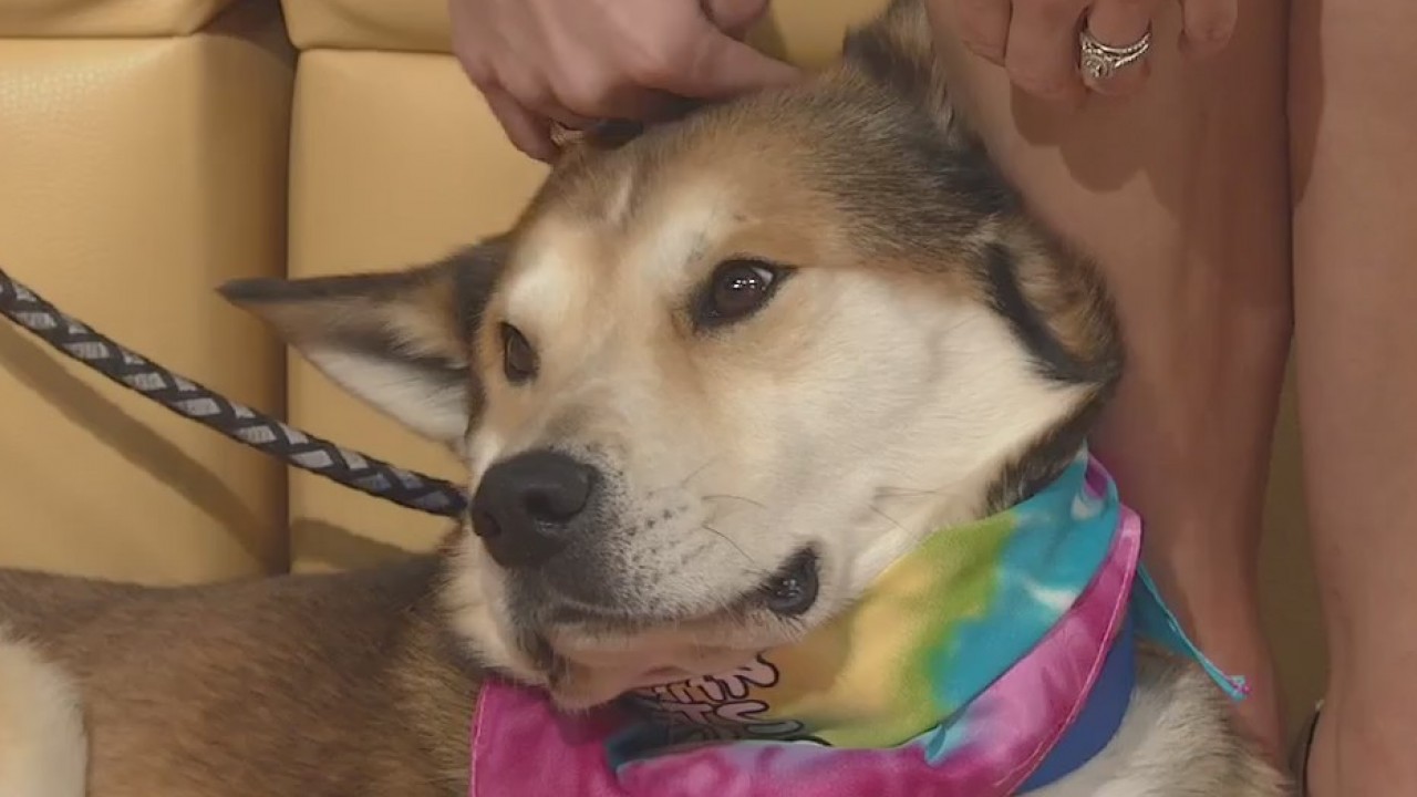 Pet of the Weekend: Balto