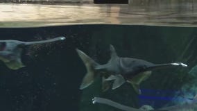 Meet OdySea's unique paddlefish