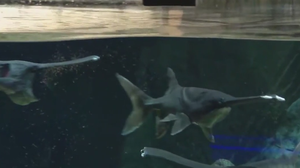 Meet OdySea's unique paddlefish