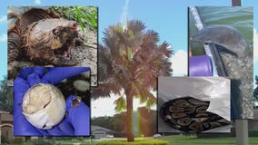 Only in Florida: Albino alligators, alligator tortoises, and mischievous manatees