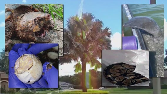 Only in Florida: Albino alligators, alligator tortoises, and mischievous manatees