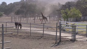 Malibu Wine Safaris CEO discusses Stanley the Giraffe amid Woolsey Fire