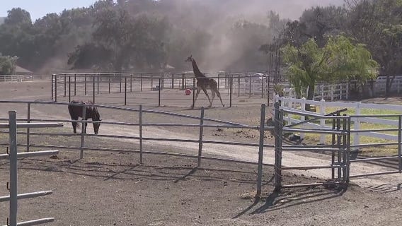 Malibu Wine Safaris CEO discusses Stanley the Giraffe amid Woolsey Fire