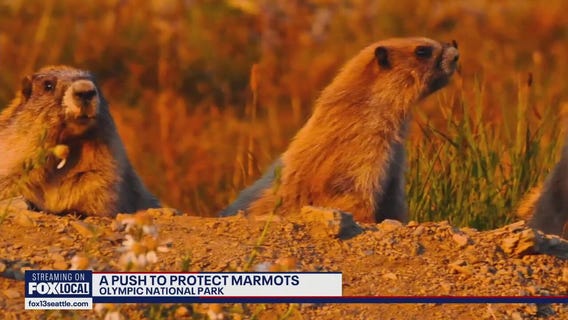 Environmentalists sue federal government to protect endangered Olympic marmot