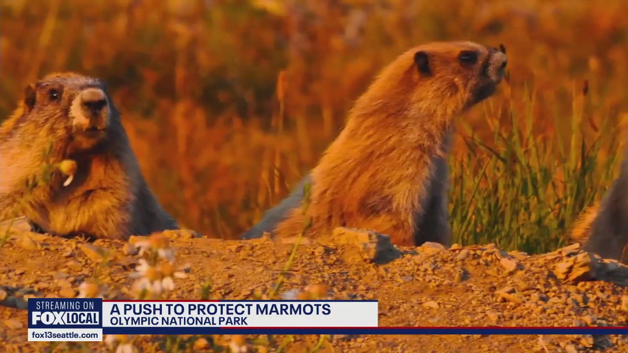 Environmentalists sue federal government to protect endangered Olympic marmot