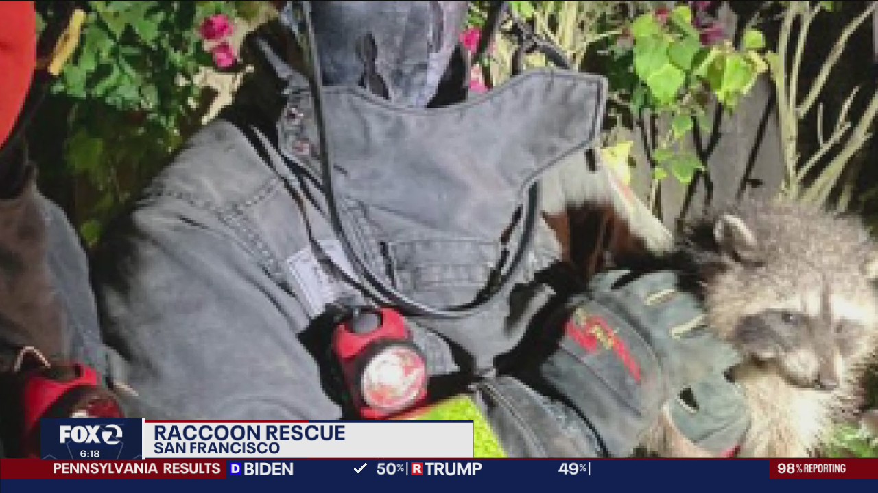 Raccoon rescued in San Francisco