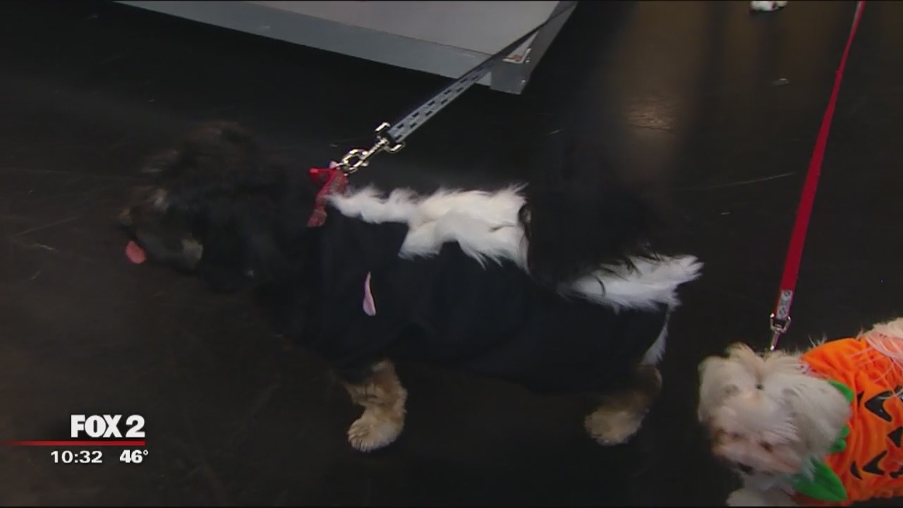 Pets in Halloween Costumes