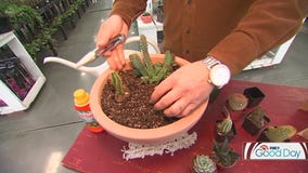 How to create your own indoor cactus garden