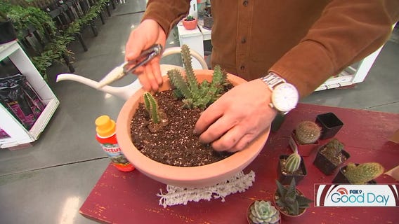How to create your own indoor cactus garden