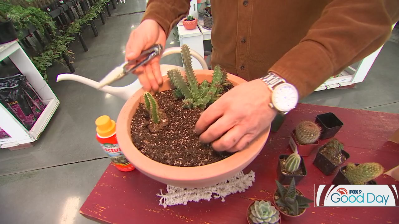 How to create your own indoor cactus garden