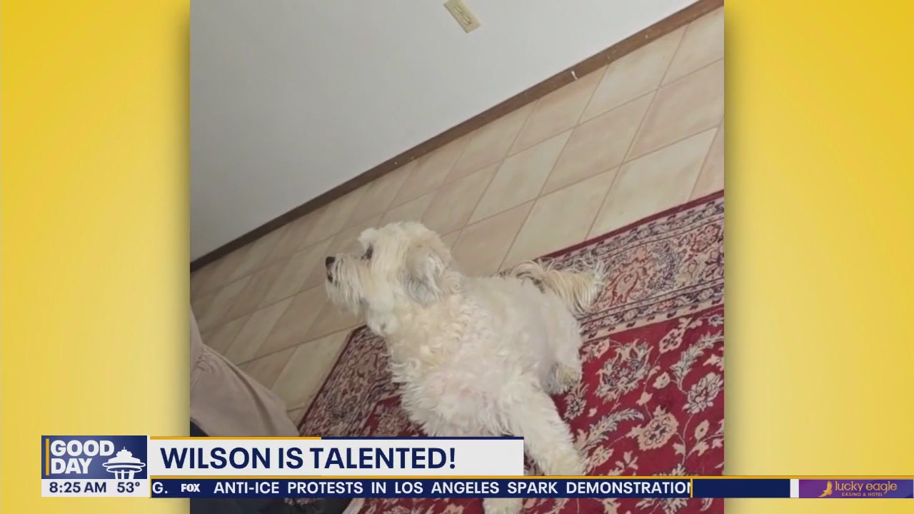 Pet Tricks for Wednesday, June 11