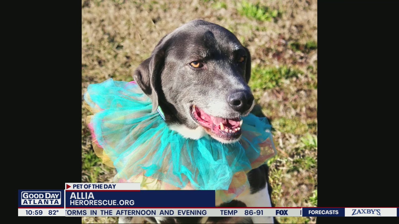 Pet of the Day from Hero Rescue