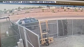 Man seen abandoning dog behind Pinal County animal shelter