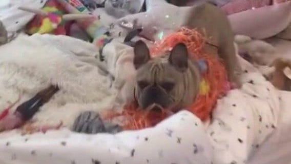 Search continues for stolen French bulldog
