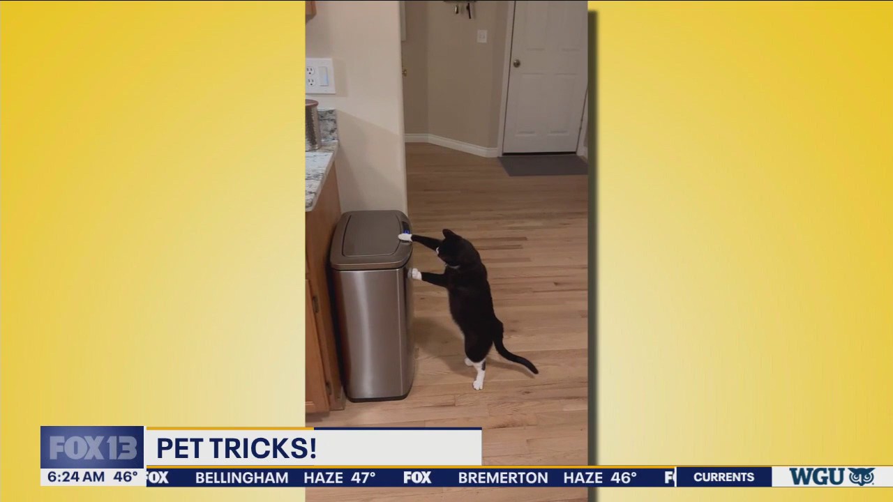 Good Day Pet Tricks Wednesday, March 20