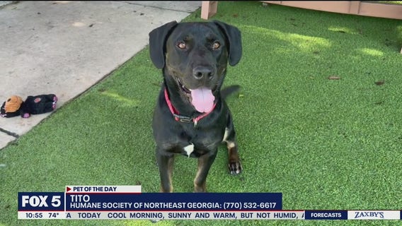 Pet of the Day from the Humane Society of Northeast Georgia