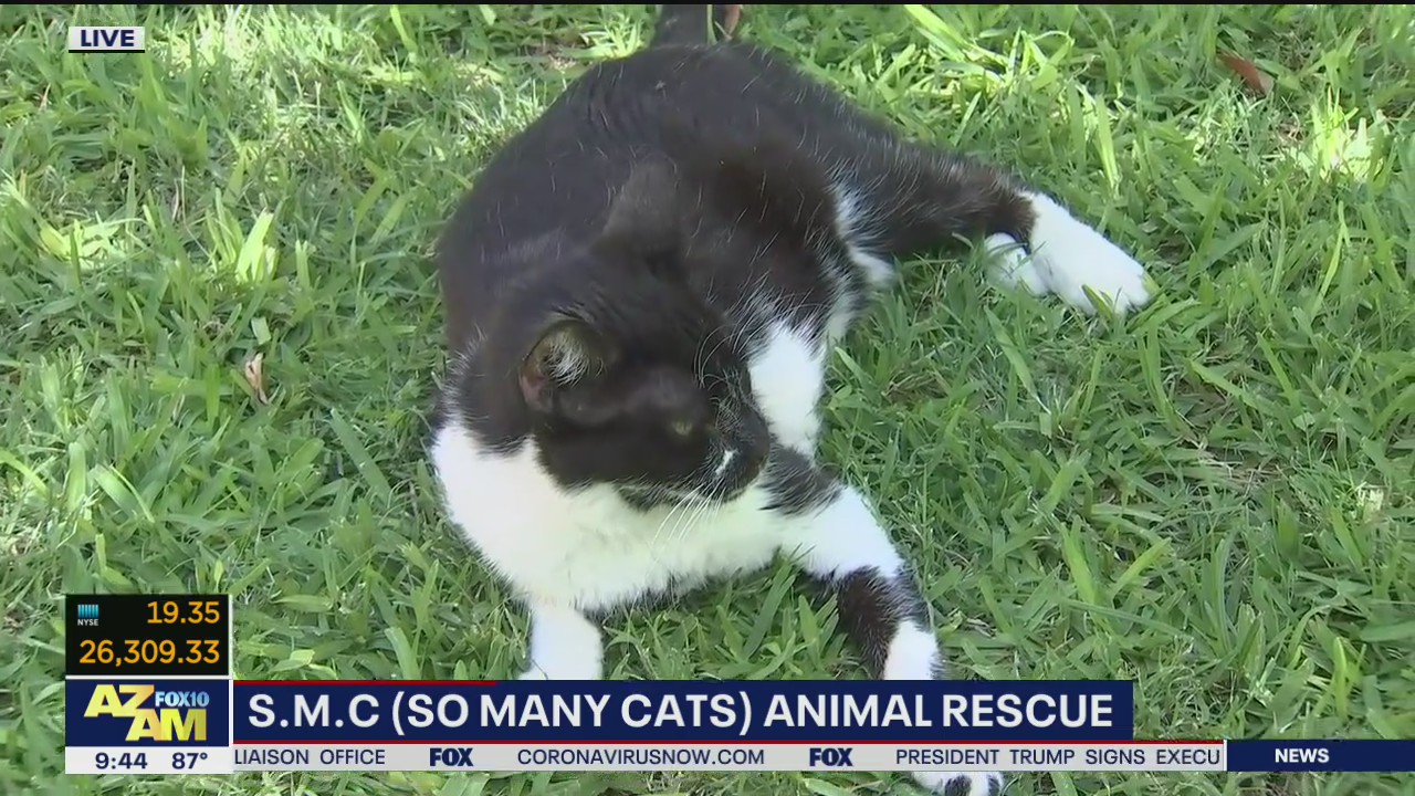 So Many Cats animal rescue in need of donations, volunteers