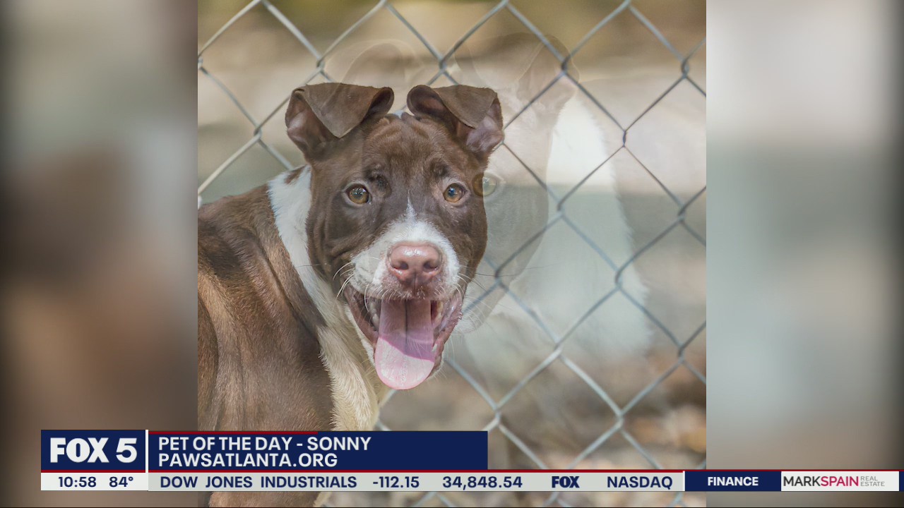 Pet of the Day from PAWS Atlanta