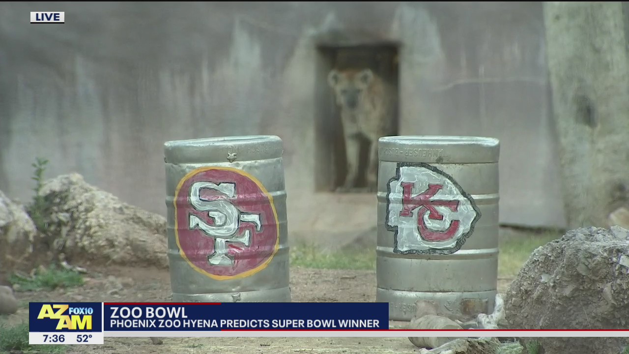 Phoenix Zoo hyena predicts Super Bowl LIV winner
