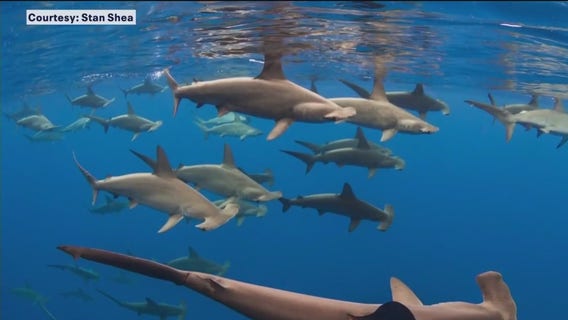 Sharks threatened by fin, meat trade