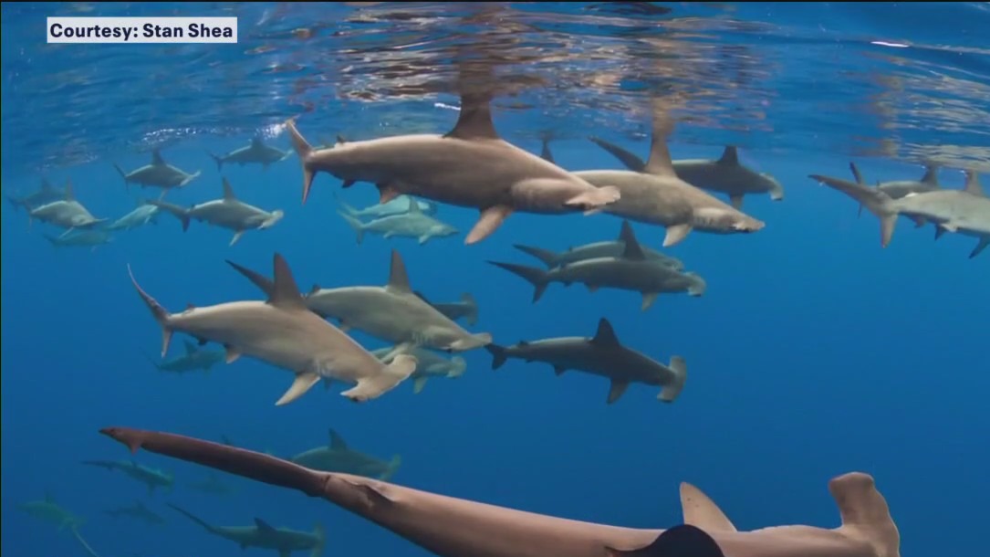 Sharks threatened by fin, meat trade