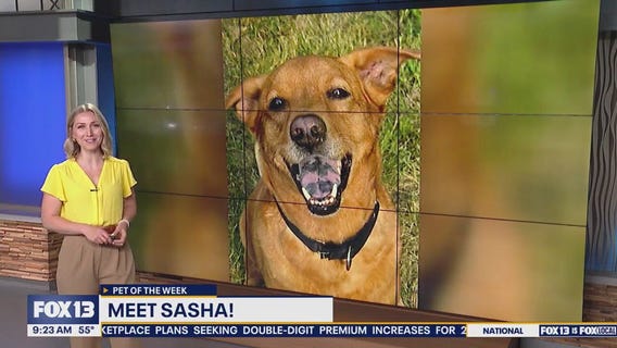Pet of the Week: Sasha