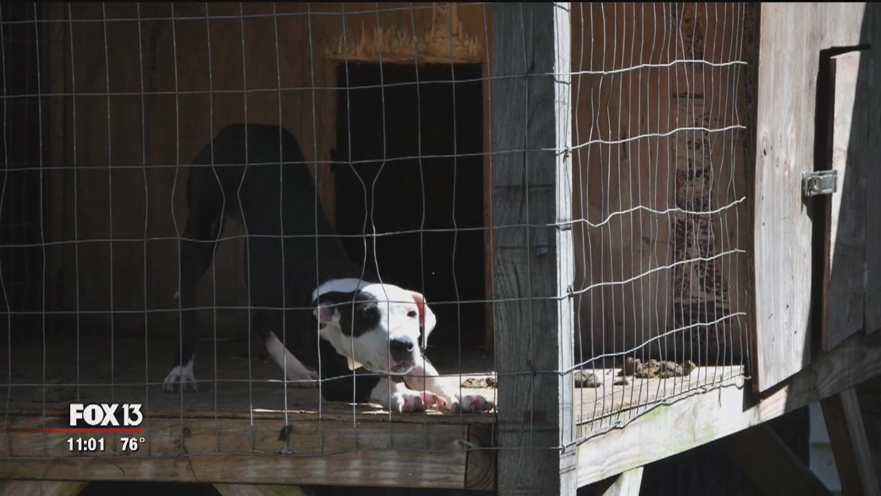 Dogs seized from apparent fight training facility | FOX 13 Tampa Bay