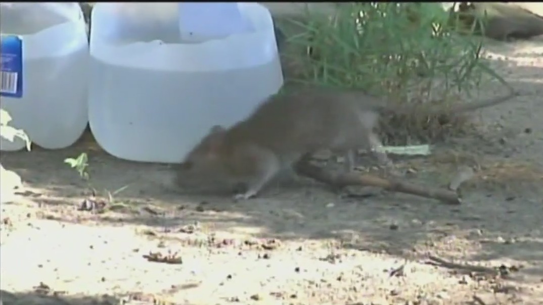 Birth control for rats