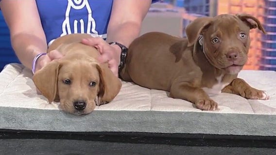 Meet Karin, Gertie, and Tanner: Our Pets of the Day