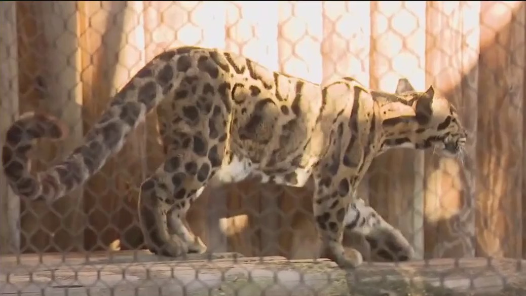 ZooTampa's signature encounters