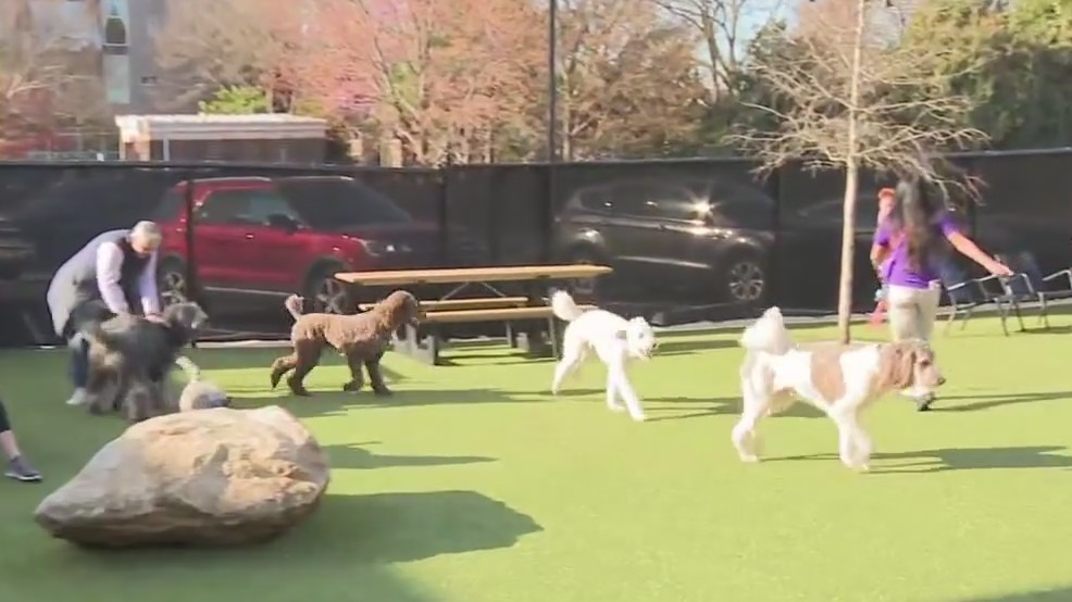 Poox Skiptown Dog Park opens in Kirkwood | FOX 5 Atlanta