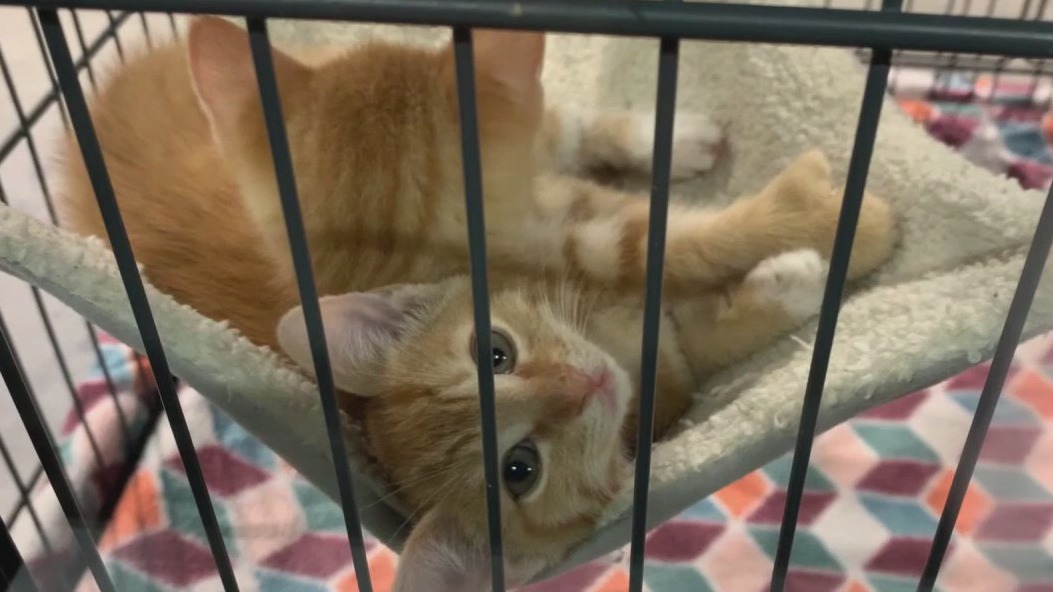 New FL bill proposes telemedicine for pets