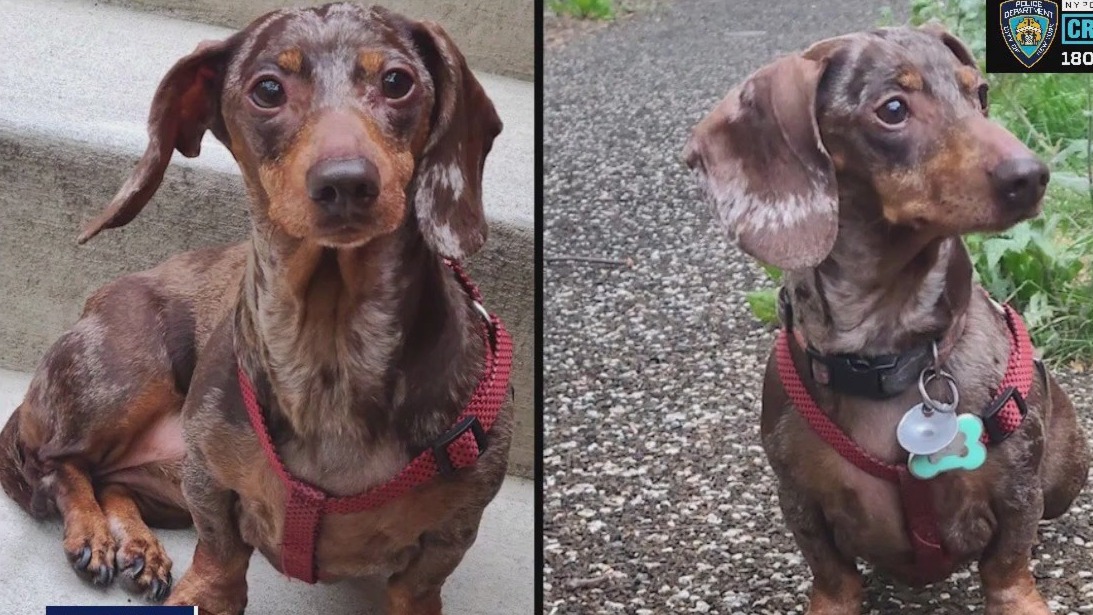 Family's daschund, 'Milkshake' stolen from home