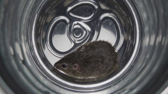 Michigan woman finds Mouse in her Monster Energy drink, files lawsuit
