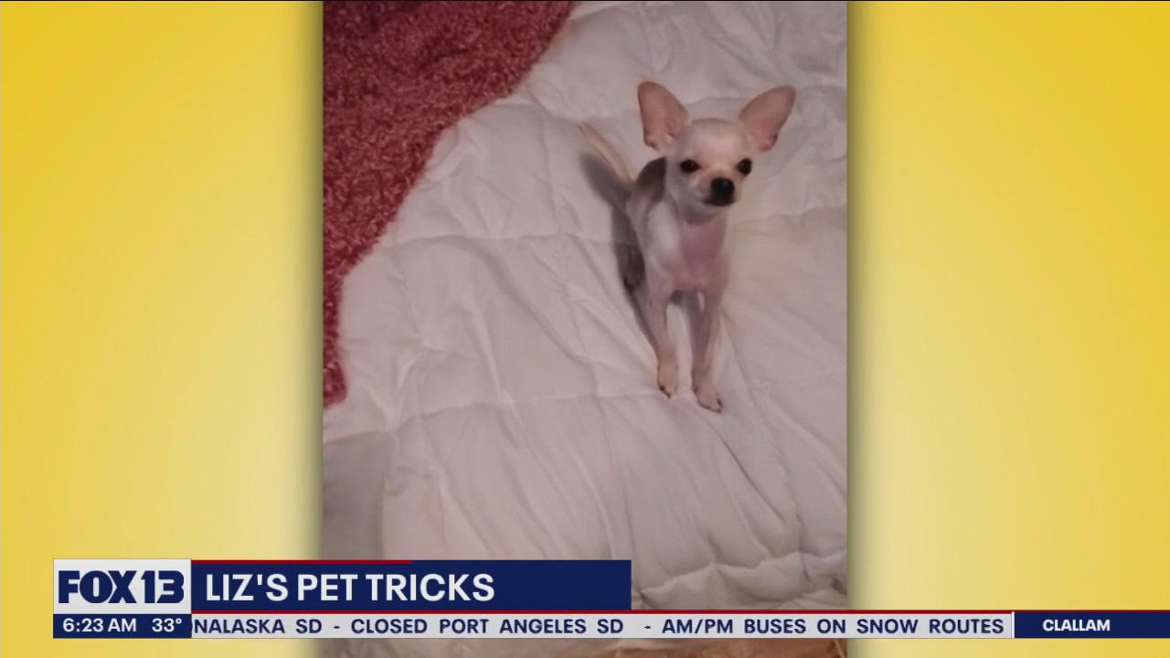 Liz's Pet Tricks for Wednesday, February 22