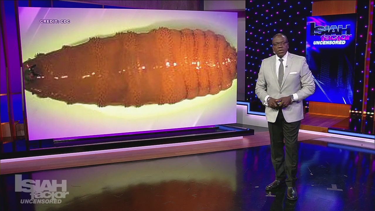 Screwworms concerns for livestock, cattle