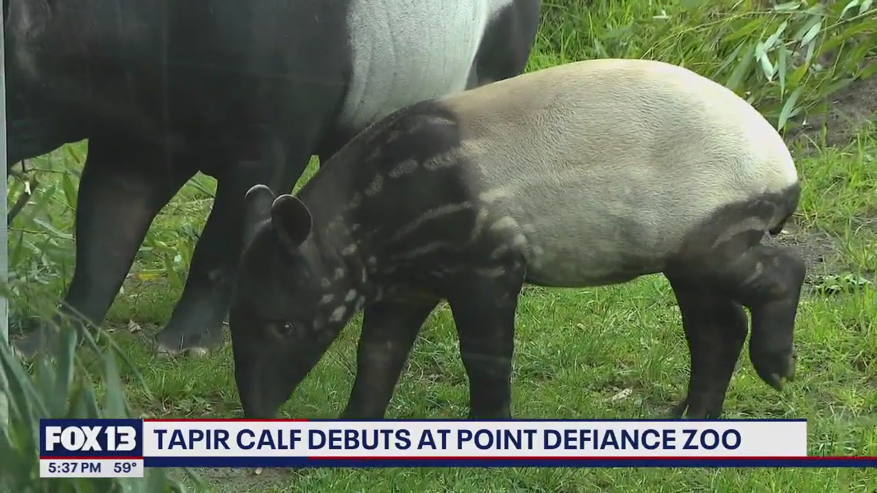 Rare Malayan Tapir debuts at Tacoma's Point Defiance Zoo