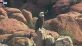 Outdoor recreationists urged not to disturb bald eagle breeding areas in Arizona