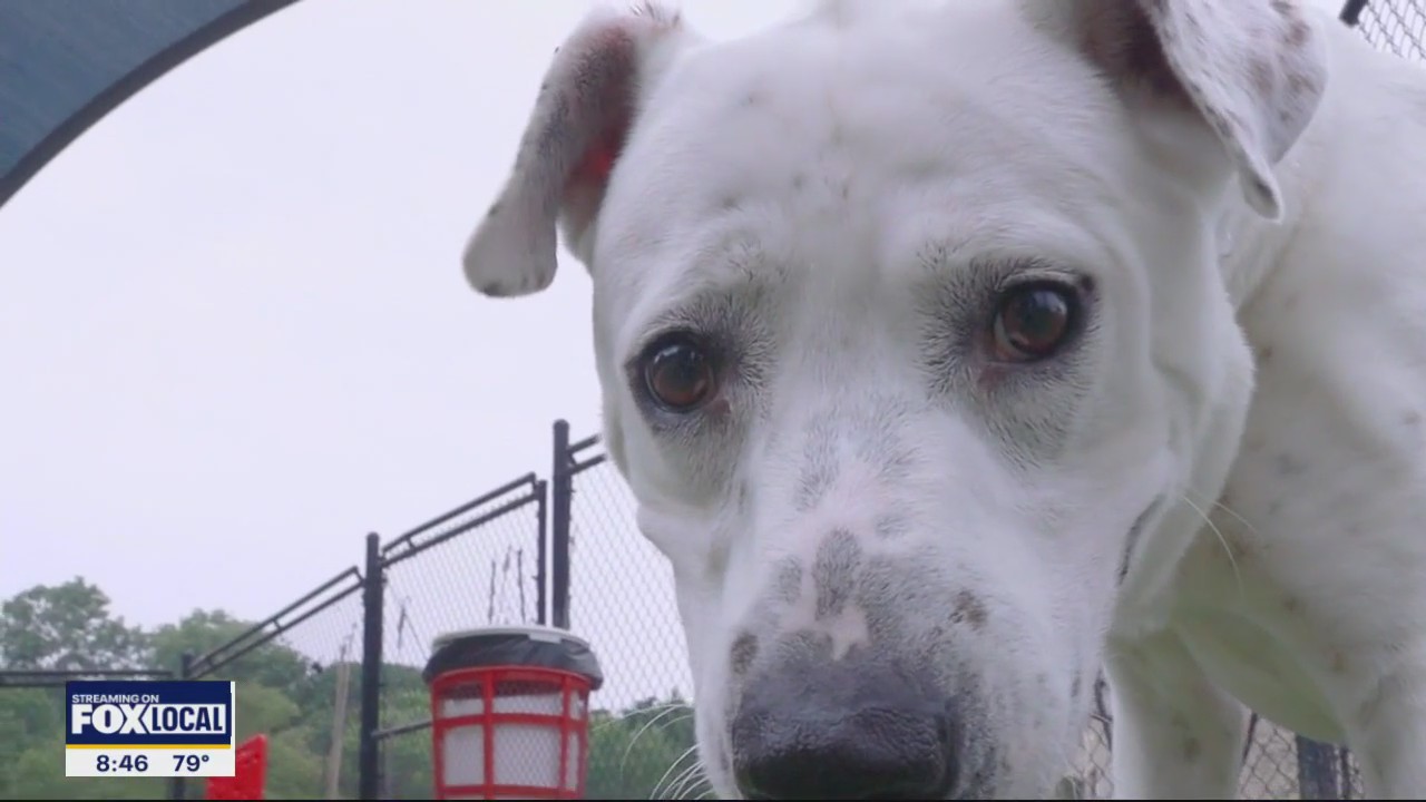 Dog of the Day: Petey