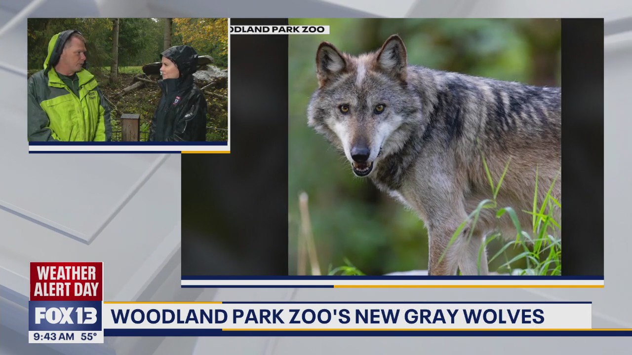 Seattle's Woodland Park Zoo's new gray wolves