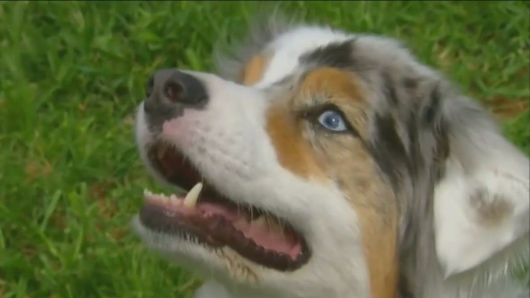 How to properly care for your pet's teeth